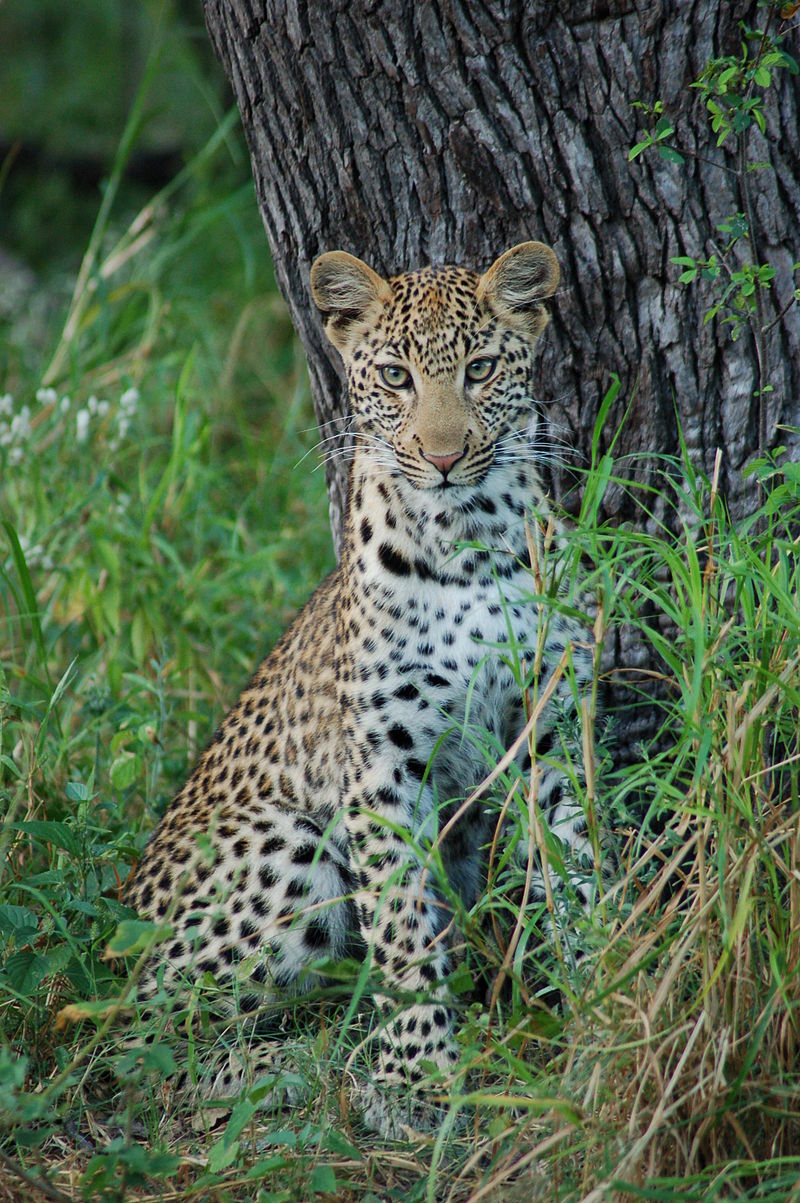 Okavango_Delta